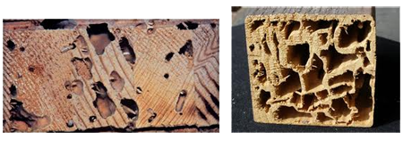 Termites damage Newcastle