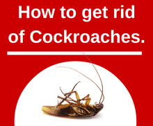 How to Eliminate Cockroaches easily