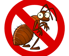 Get Rid of Pests in Southend with Professional Pest Control