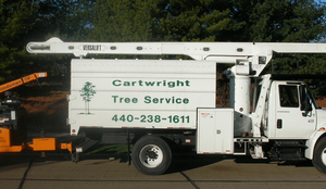 A Comprehensive Guide to Tree Surgeons