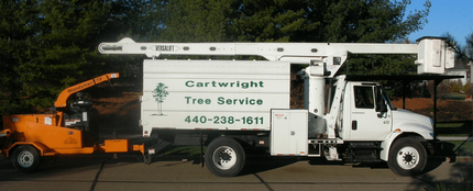 A Comprehensive Guide to Tree Surgeons