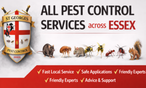 Pest Control Services in Essex: Keeping Your Home Pest-Free and Healthy